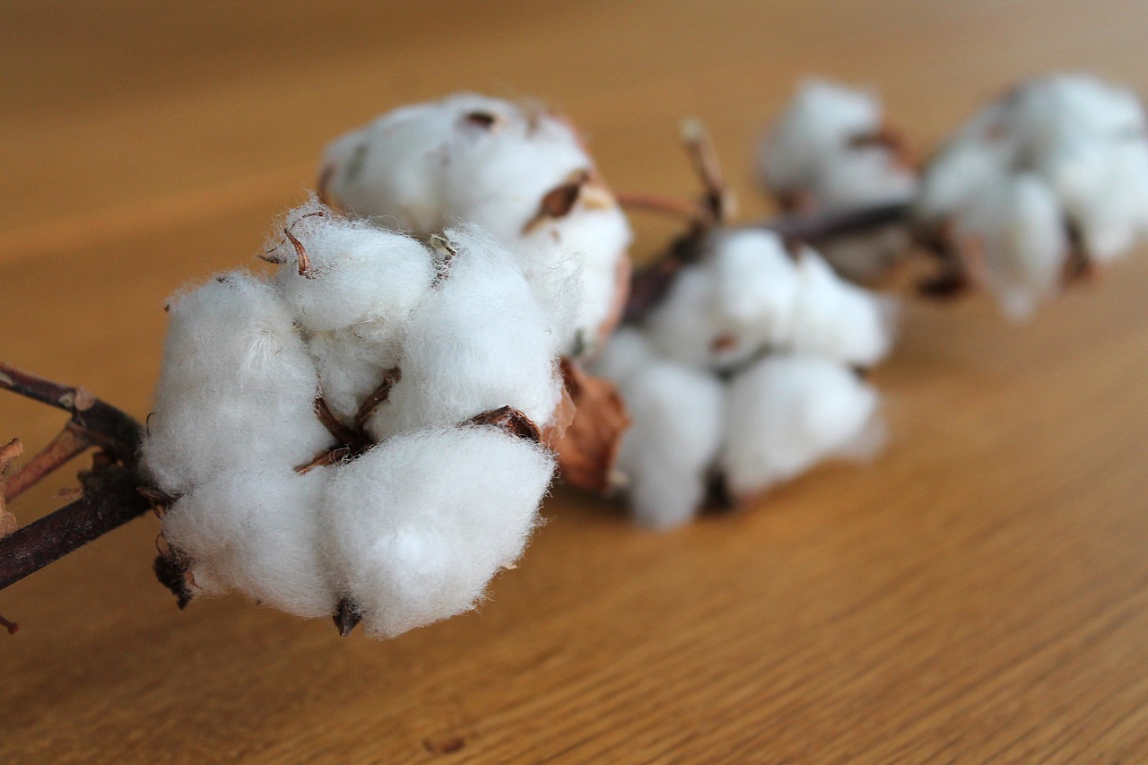 Jak produkowana jest bawełna i jacy są główni producenci bawełny?