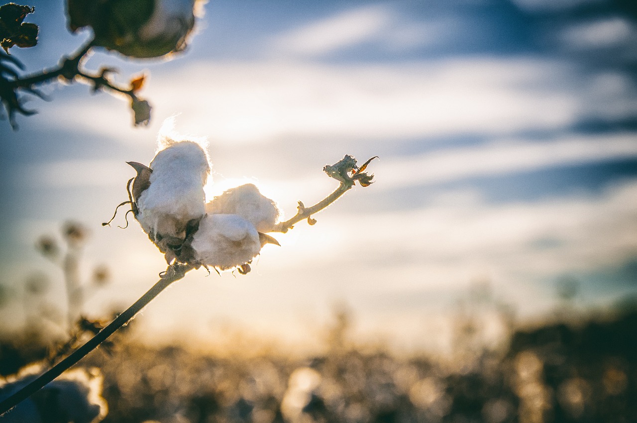 Producenci bawełny – o co w tym wszystkim chodzi?