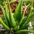 Aloes w kosmetyce – właściwości, zastosowania i przepisy DIY